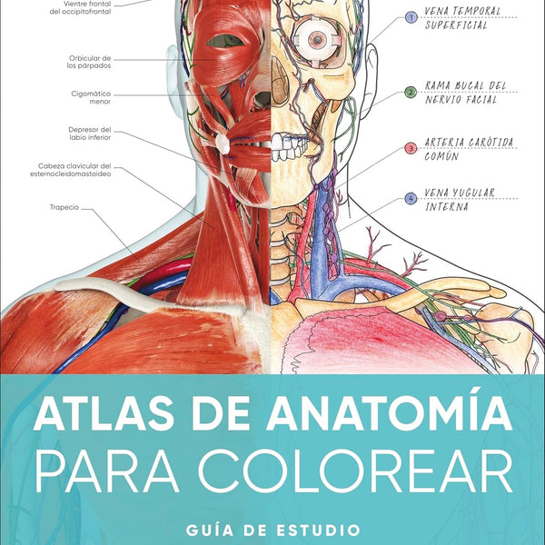 ATLAS DE ANATOMIA PARA COLOREAR