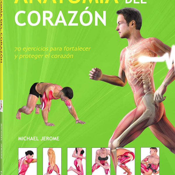 ANATOMIA DEL CORAZON