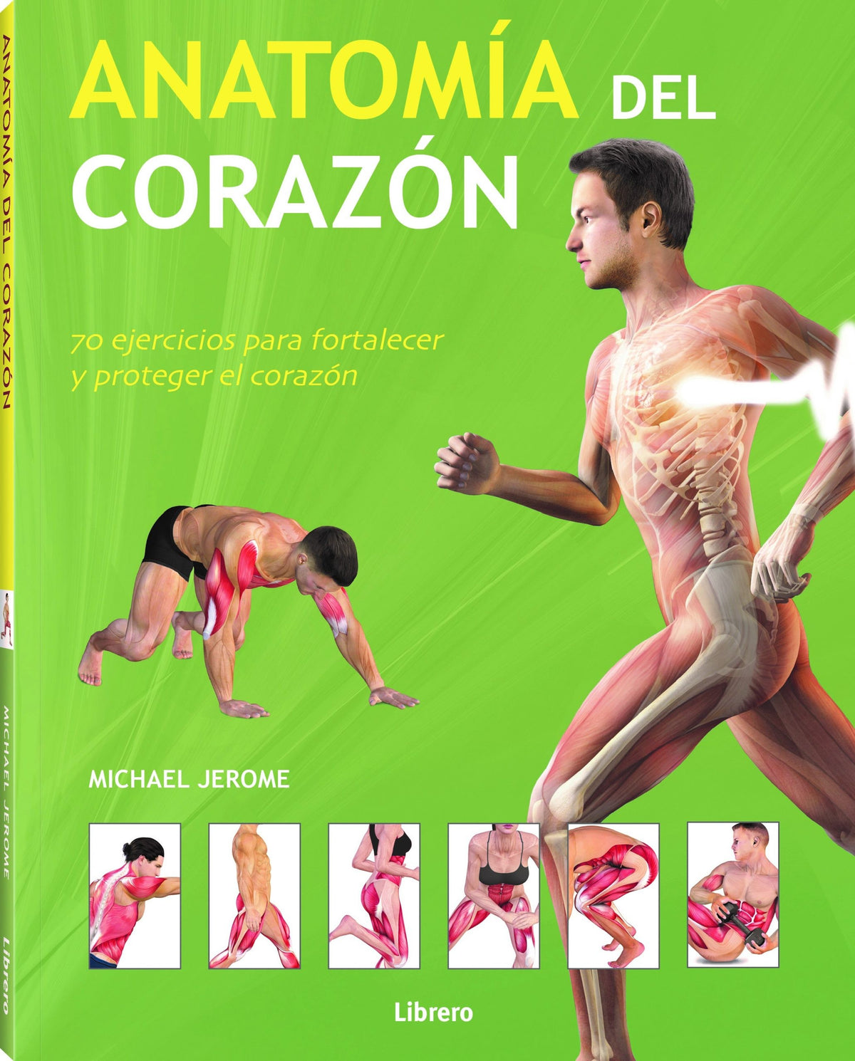 ANATOMIA DEL CORAZON