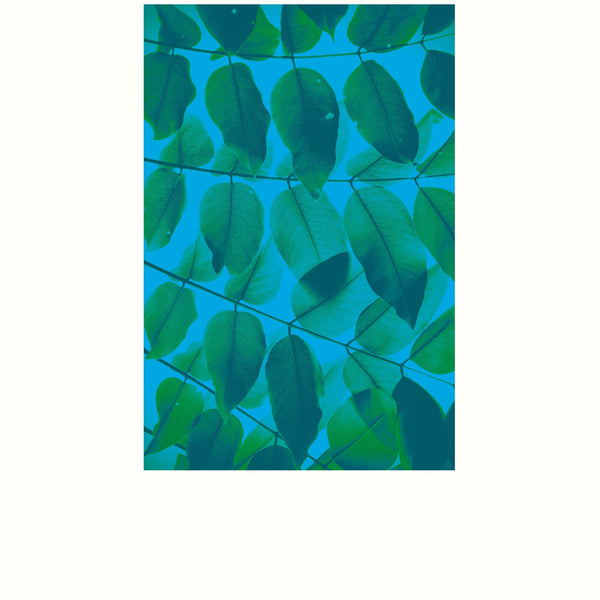 BAJO EL ARBOL DE LOS TORAYA