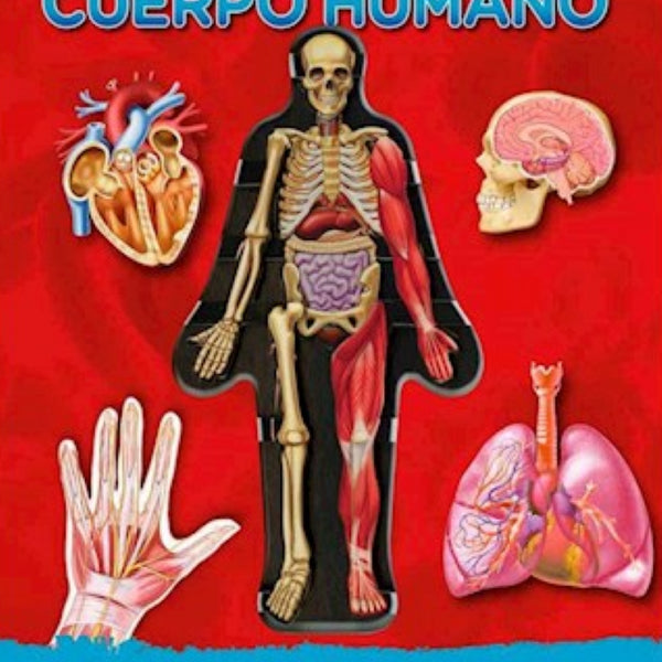 MIREMOS DENTRO DEL CUERPO HUMANO