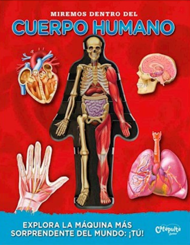 MIREMOS DENTRO DEL CUERPO HUMANO