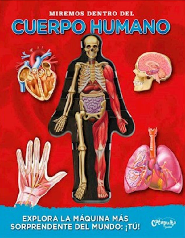 MIREMOS DENTRO DEL CUERPO HUMANO