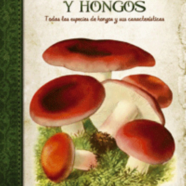 SETAS Y HONGOS
